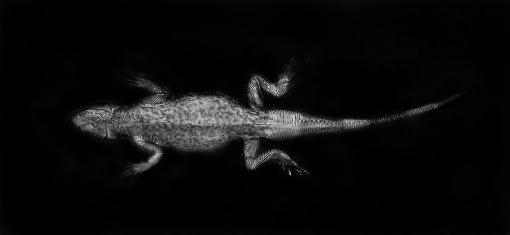 Animale