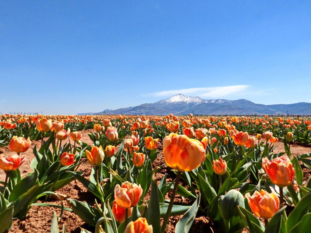 Photograph by A. Rustu Hatipoglu