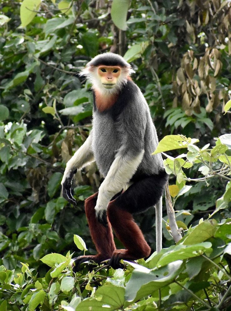 Red-Shanked Douc Langur
