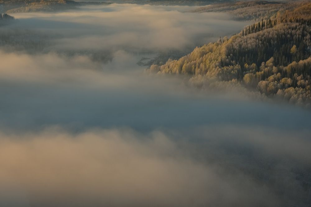 Туманные леса