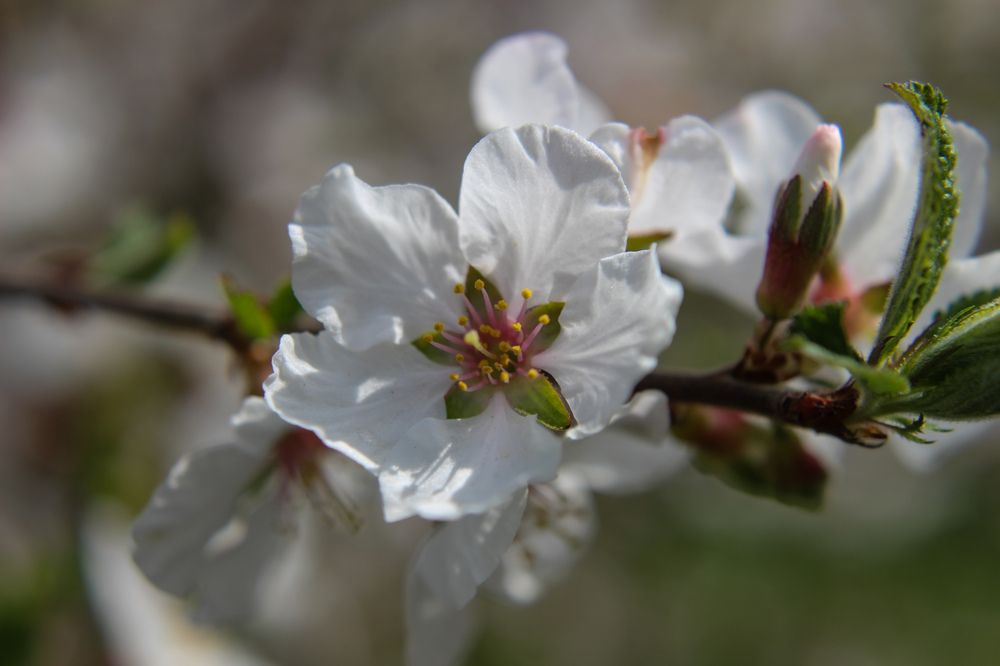 Photograph by Ирина Дмитриенко