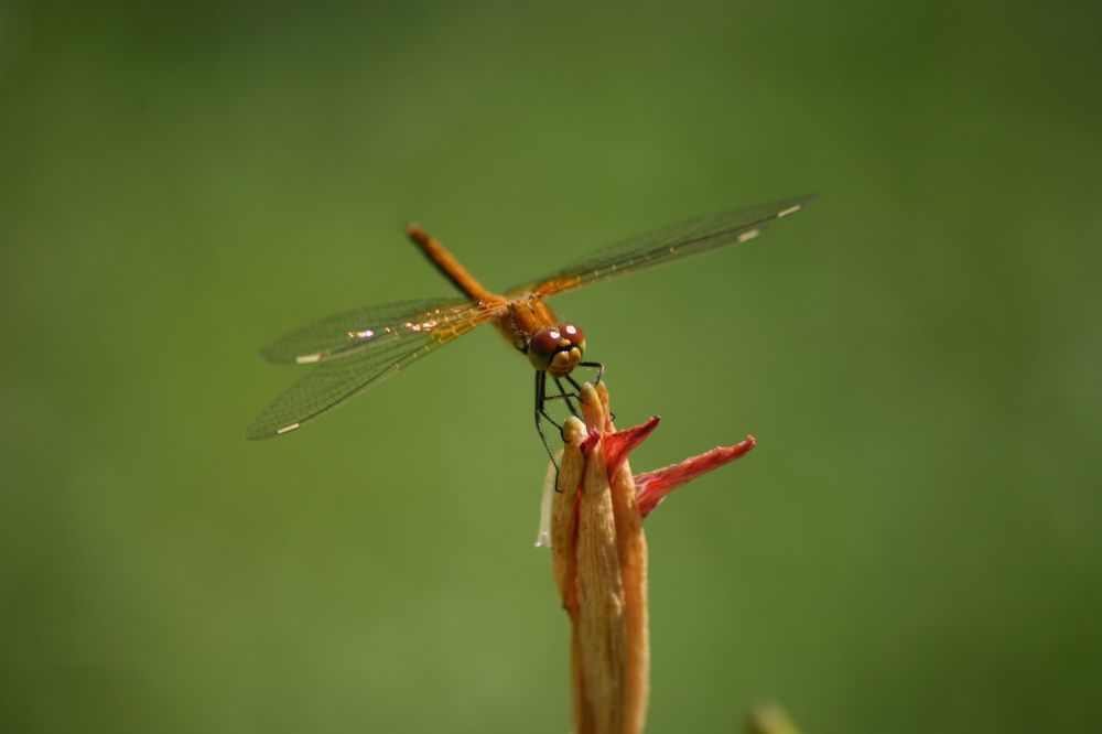 Photograph by Ирина Вассерлауф
