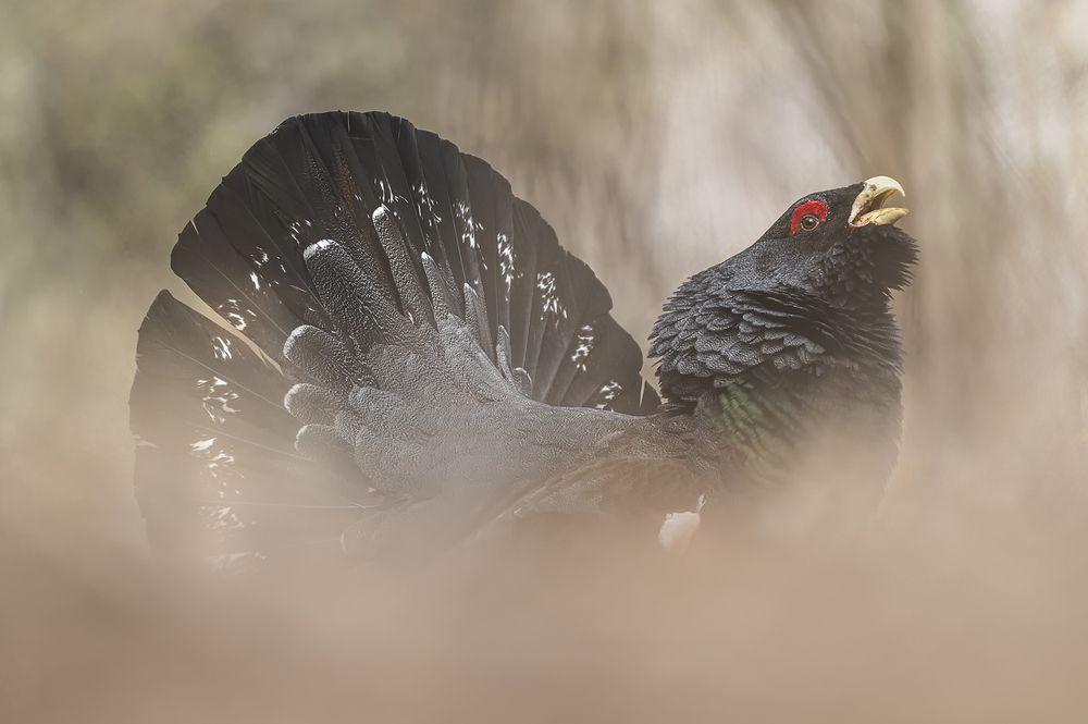Фотография автора Светлана Андреева