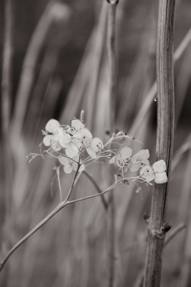 Photograph by OLGA LIZ