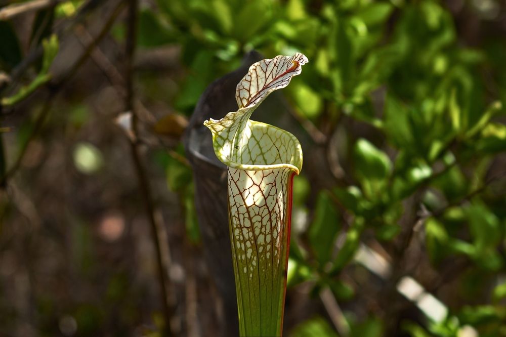 The Pitcher Plant: A Natural Masterpiece