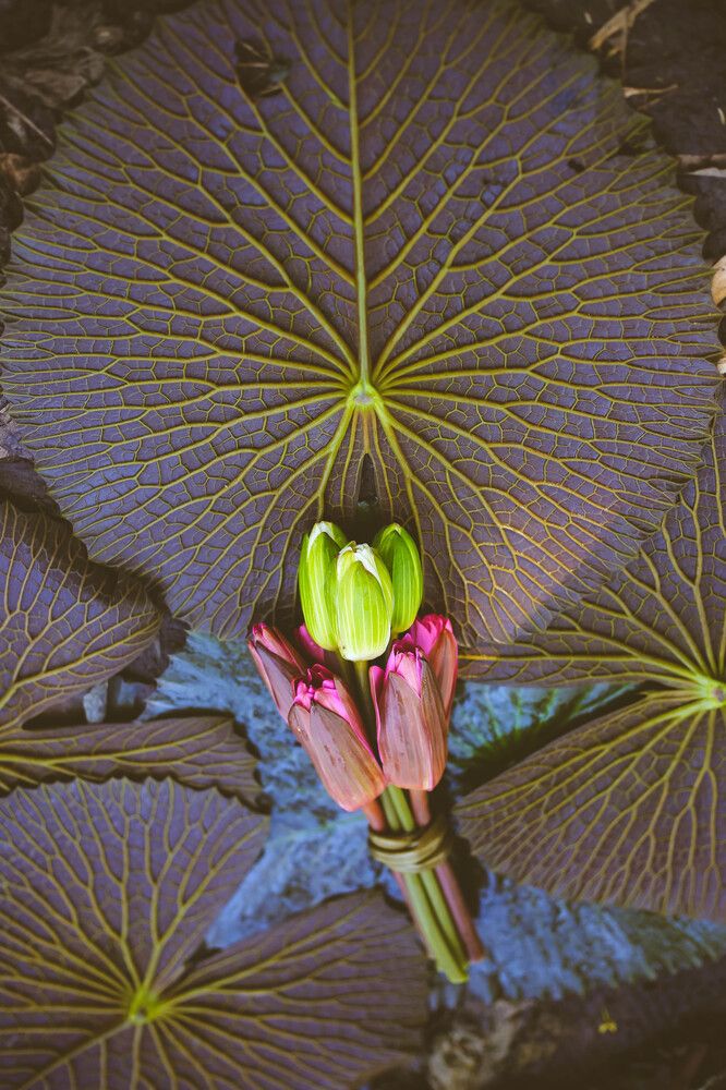 Фотография автора Vijay Richhiya