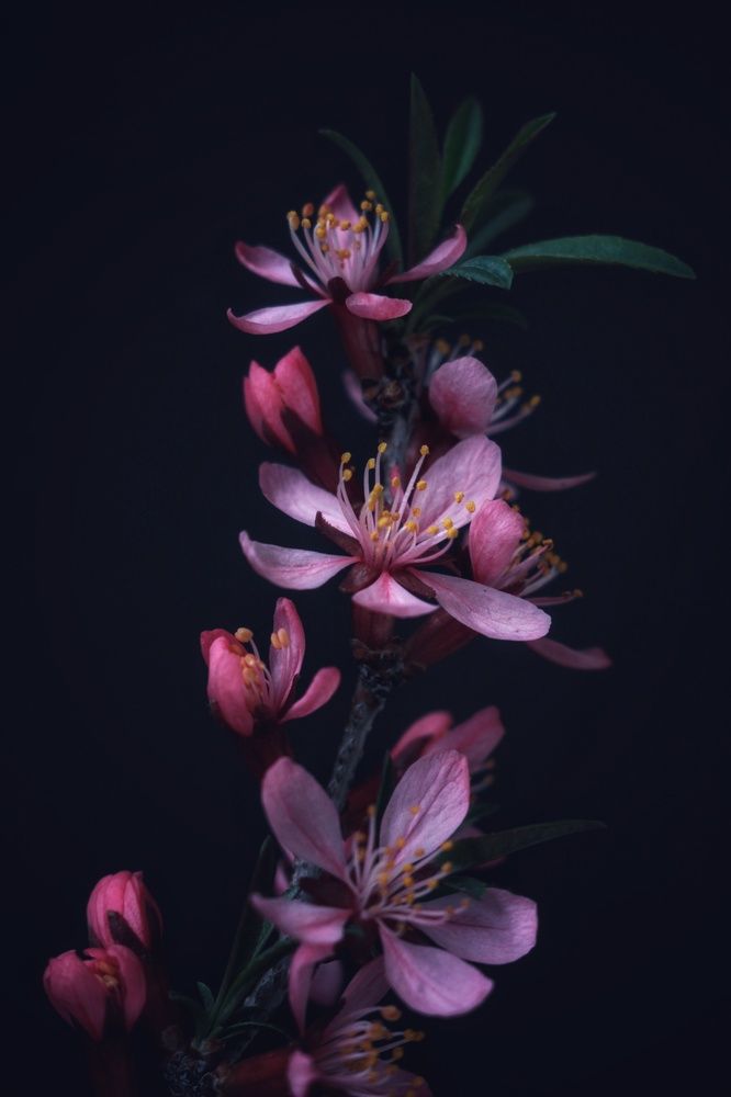 Photograph by AlexaL