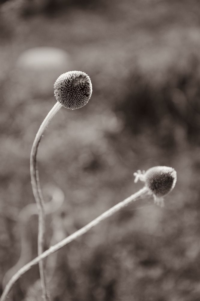 Silence on the stem