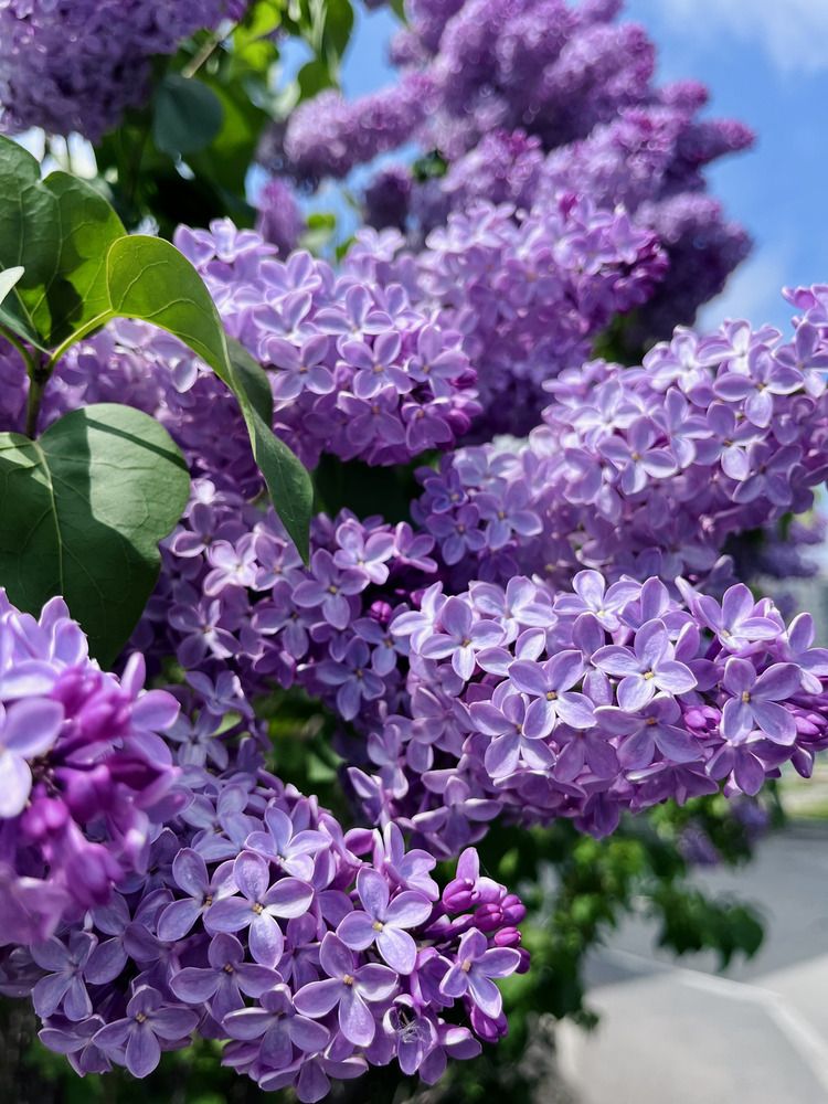 Lilac delight
