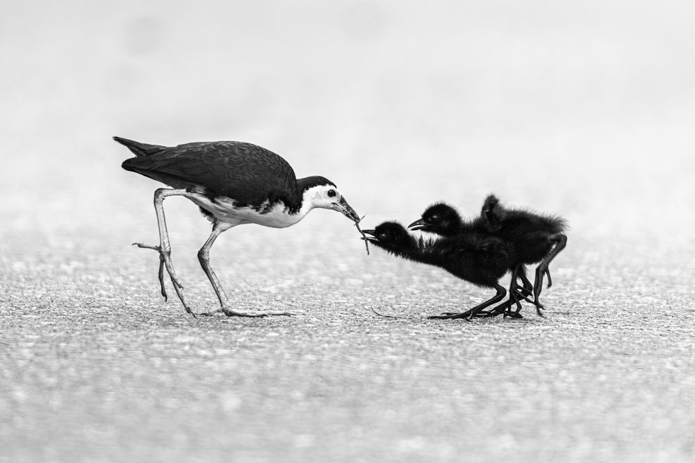 Photograph by Ravindu Attanayake