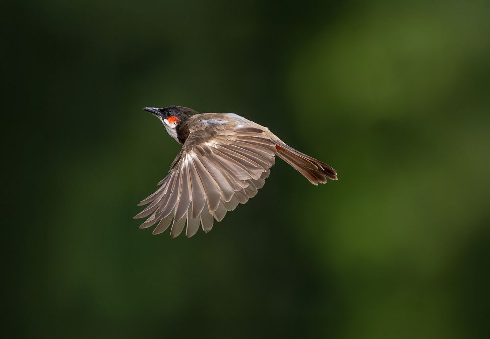 Photograph by Mohamed Rafi