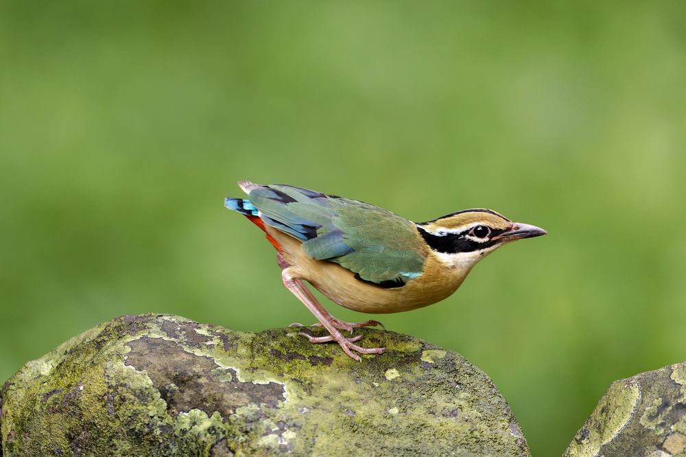 Photograph by Mohamed Rafi