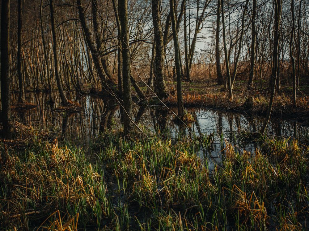 Фотография автора Елена Чиликина