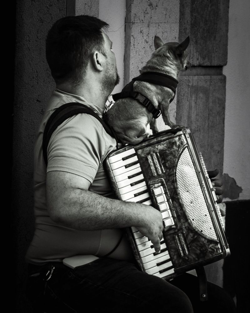 The Accordion