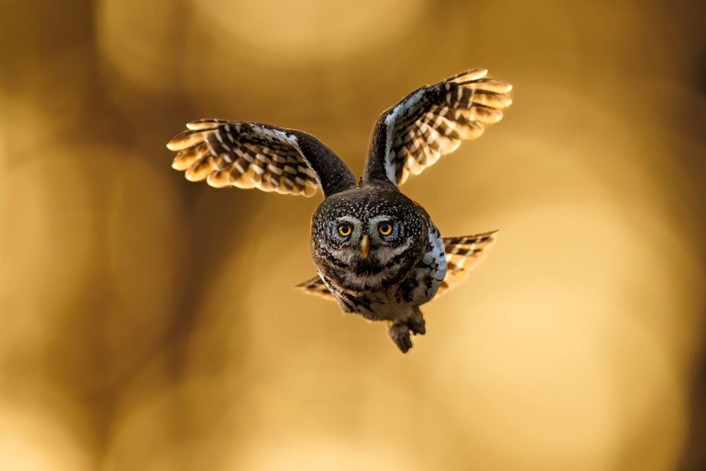 Photograph by Patryk Kurc