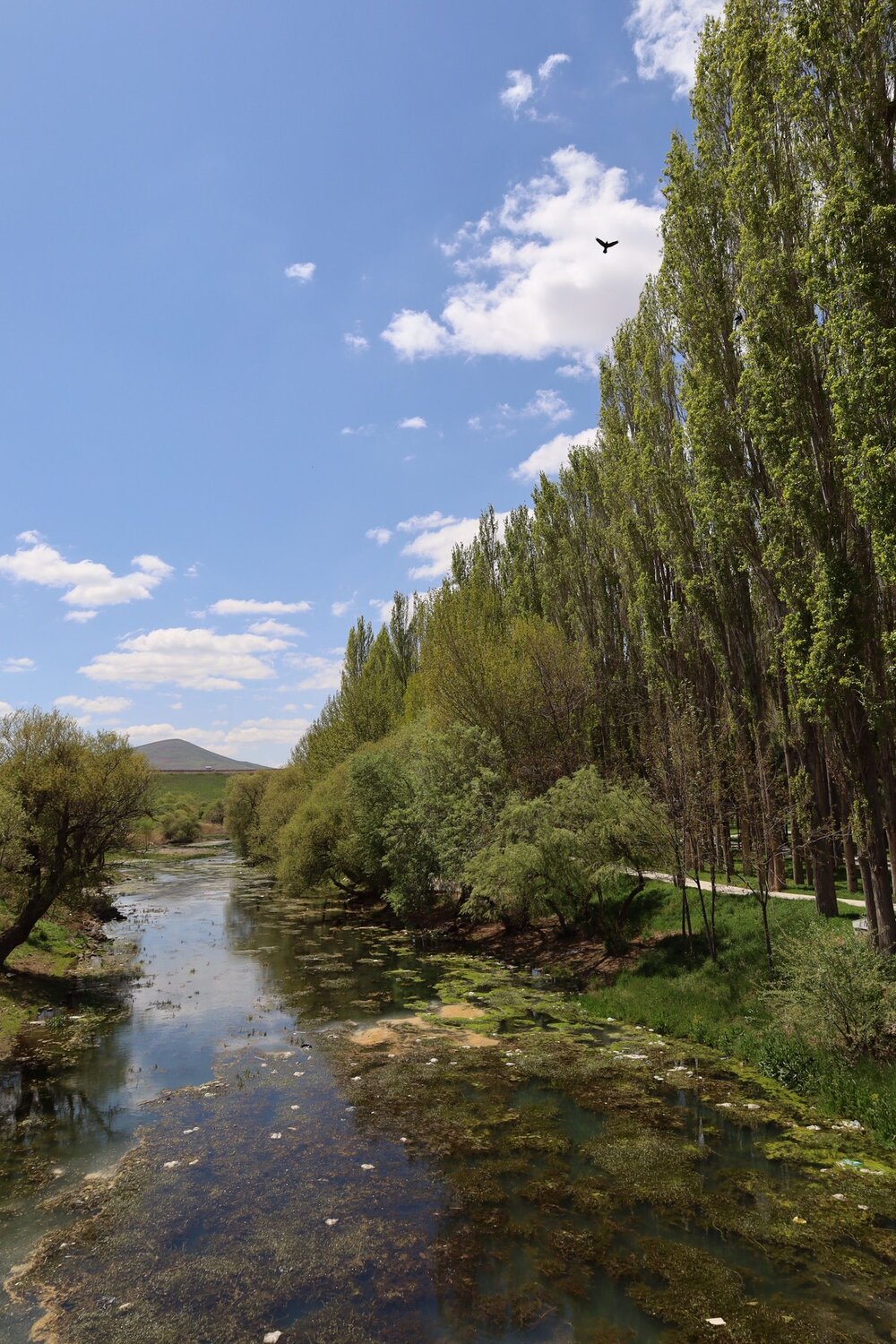 Photo #12149208