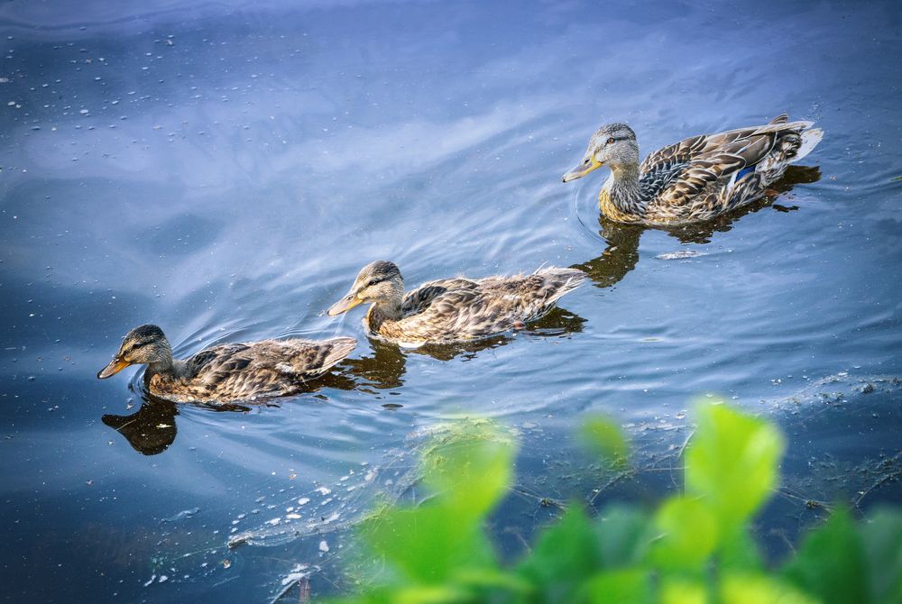 Фотография автора Lija Mežecka