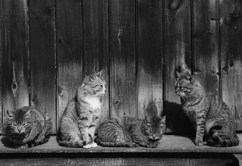 Photograph by Елена Федорова