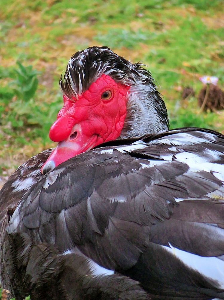 Duck