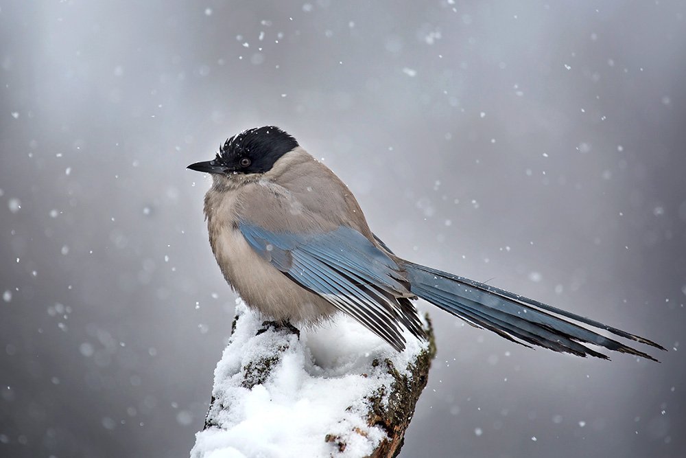 Голубая сорока