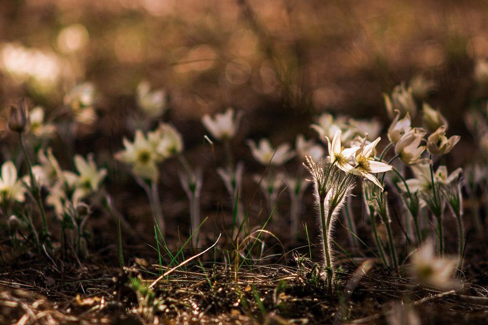 Влюбленная парочка под светом Солнца