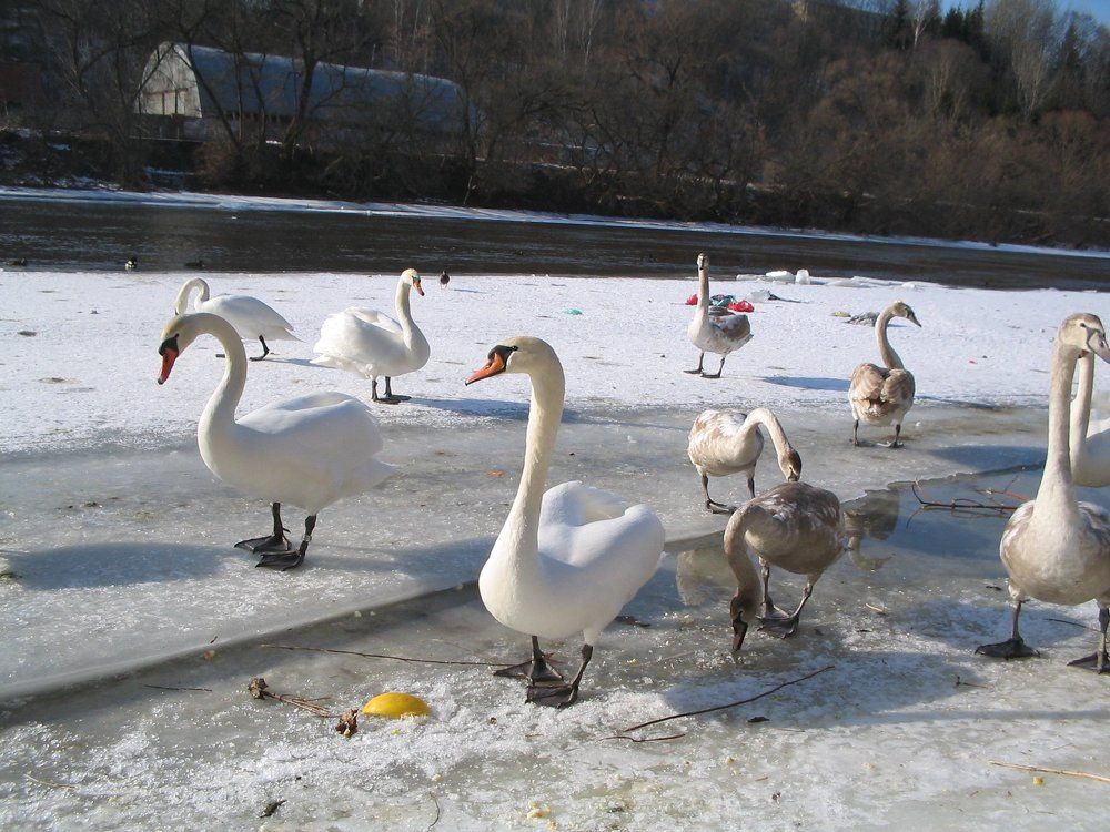 Лебеди в преддверии весны