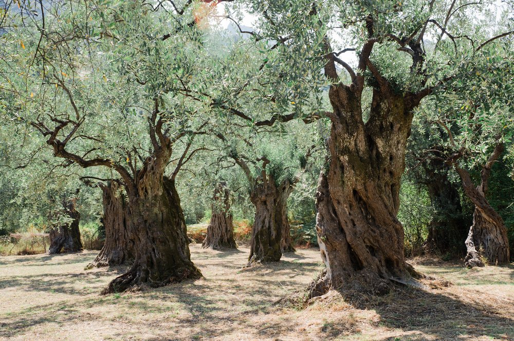 Photograph by Roman  Smetanin