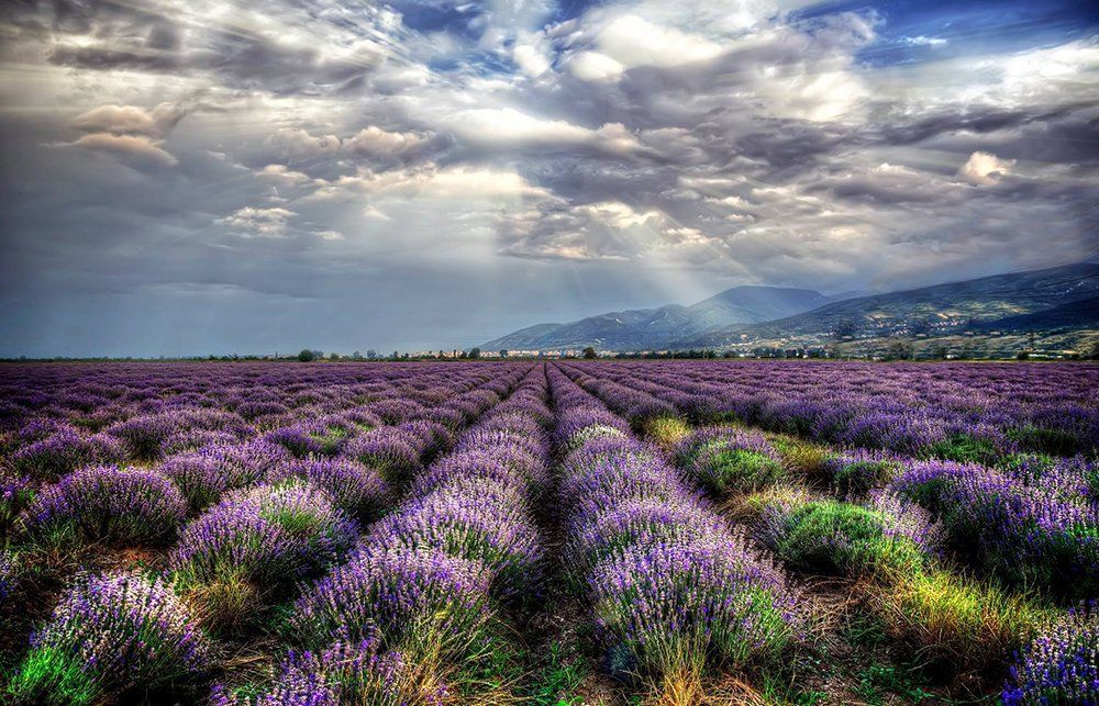 lavender field