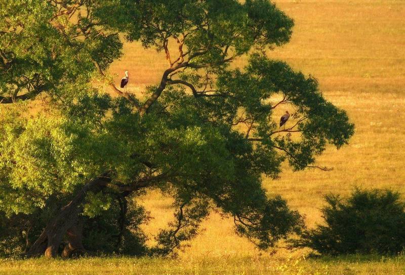Владимир, Ukraine