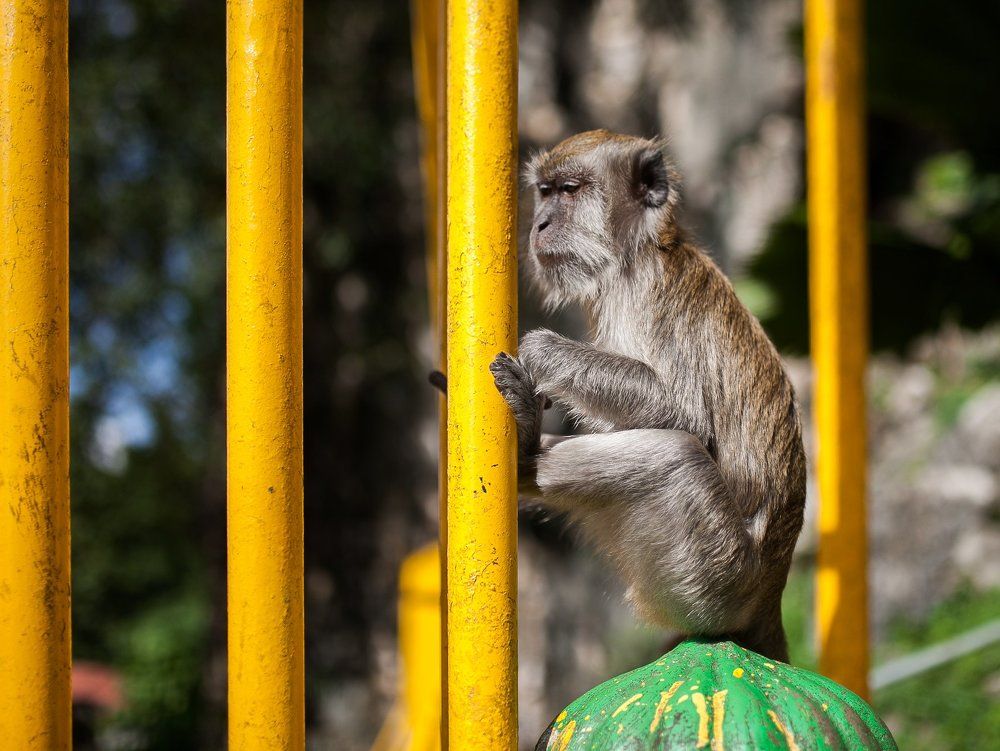 А ты познал дзен?