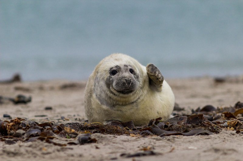Evgenia Czech, Russia