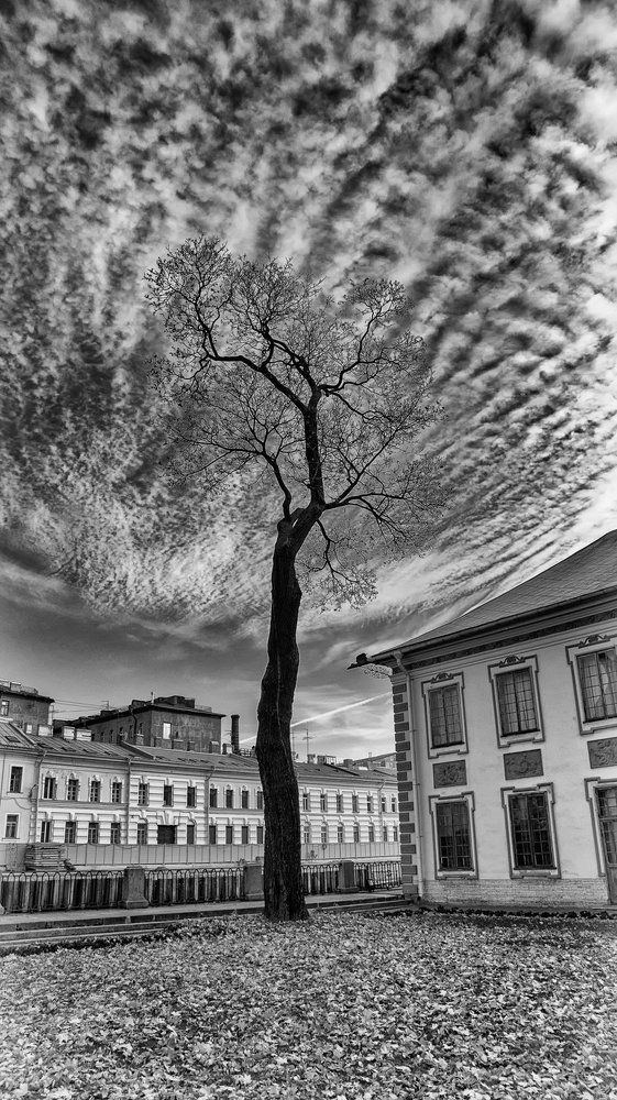 Кленовое небо...