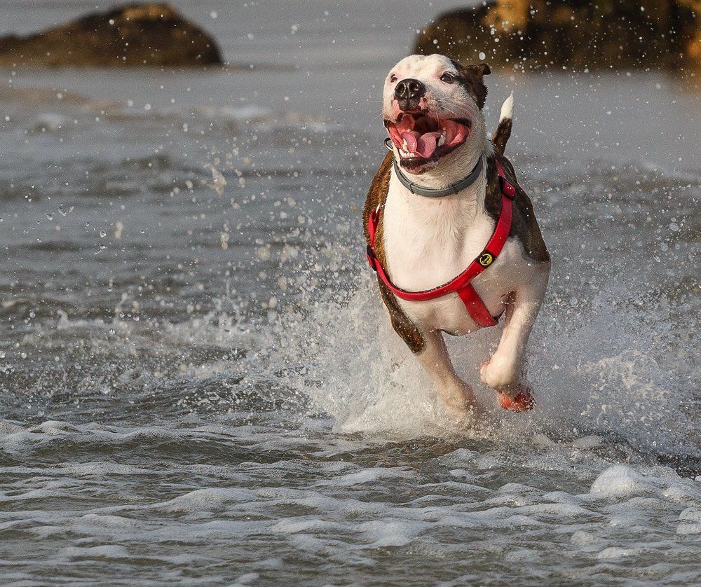 Стремительный