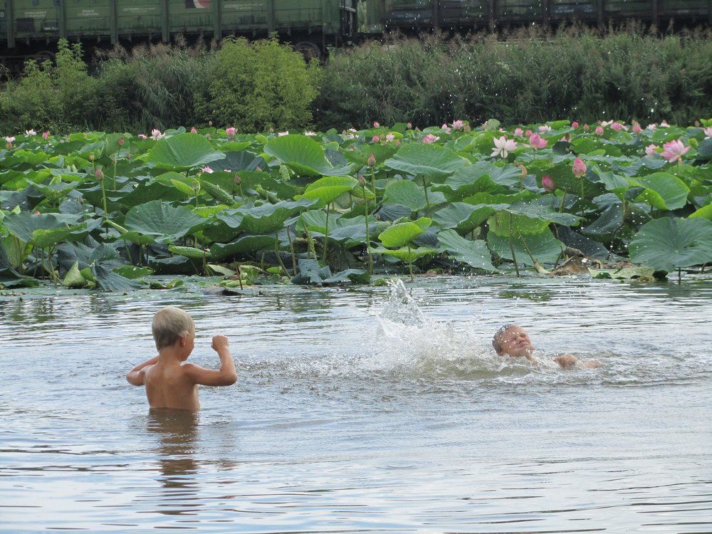 Мальчишки и лотосы