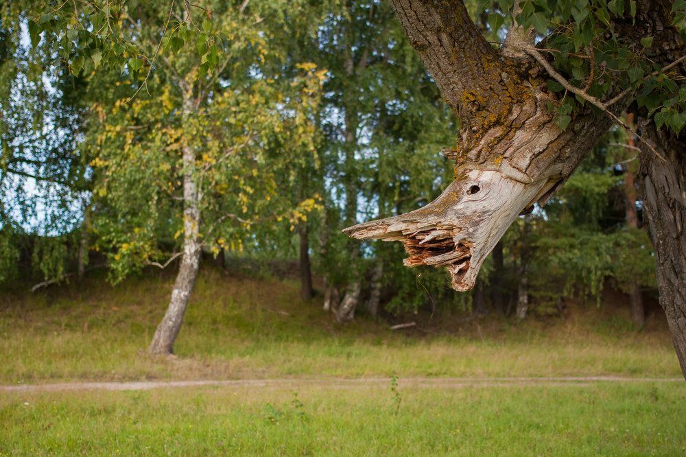 Живое дерево