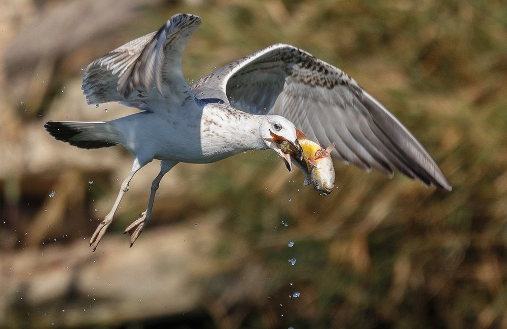 удачный рыбак