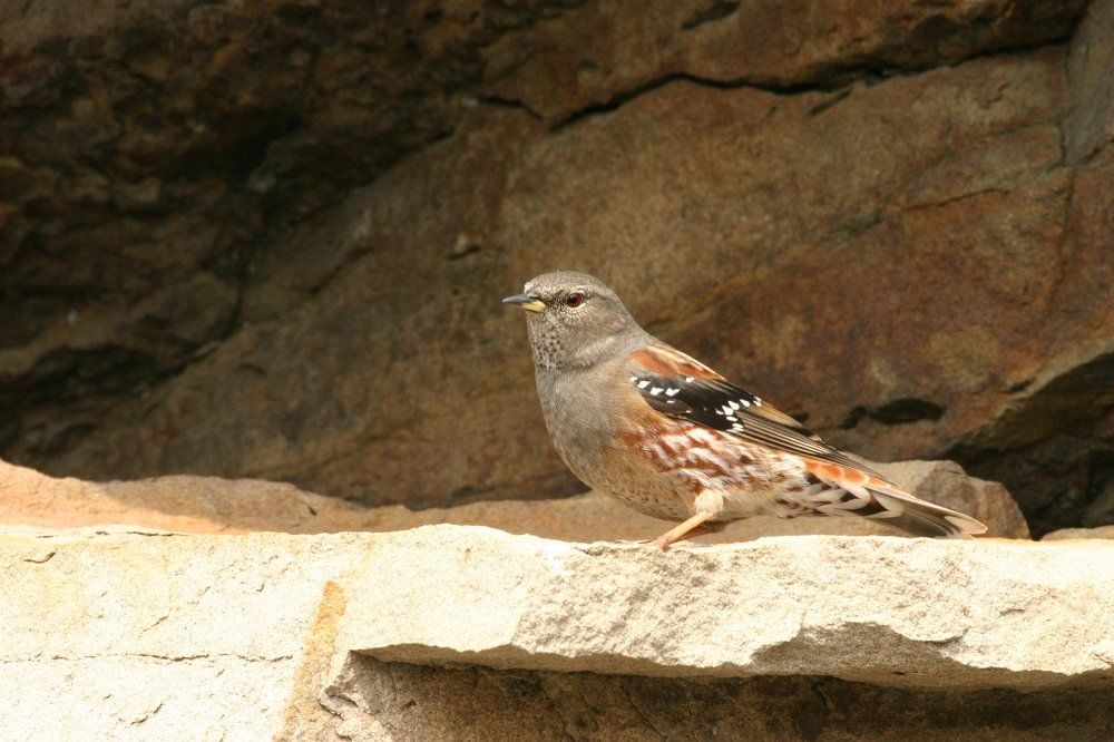 альпийская завирушка