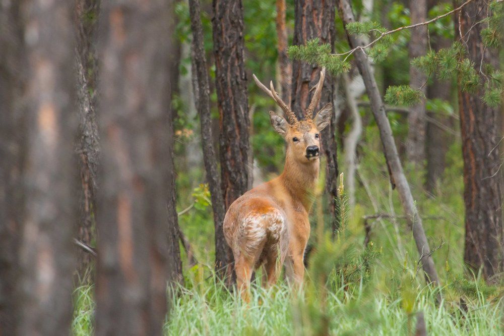 Осторожный косуль ))