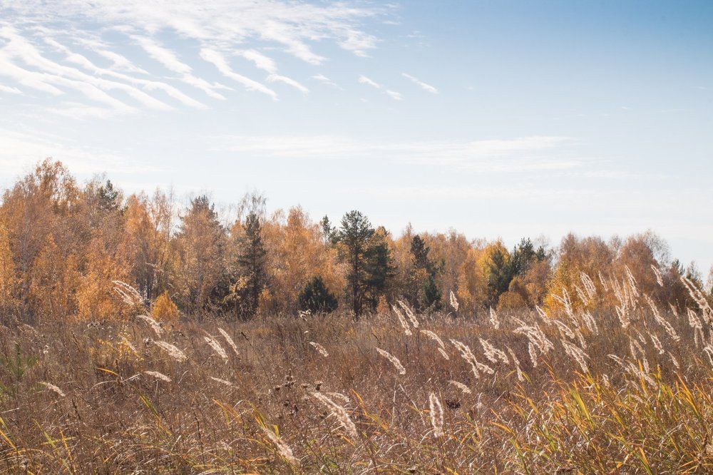 Перья осени