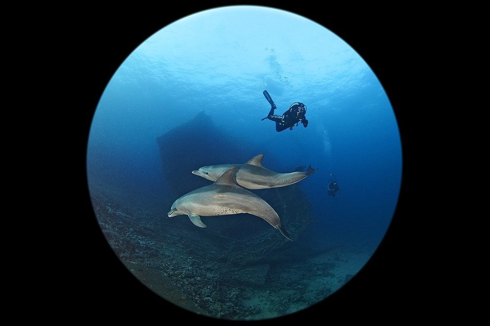 Нежданная встреча. Снято на циркуляр (это не рамка).