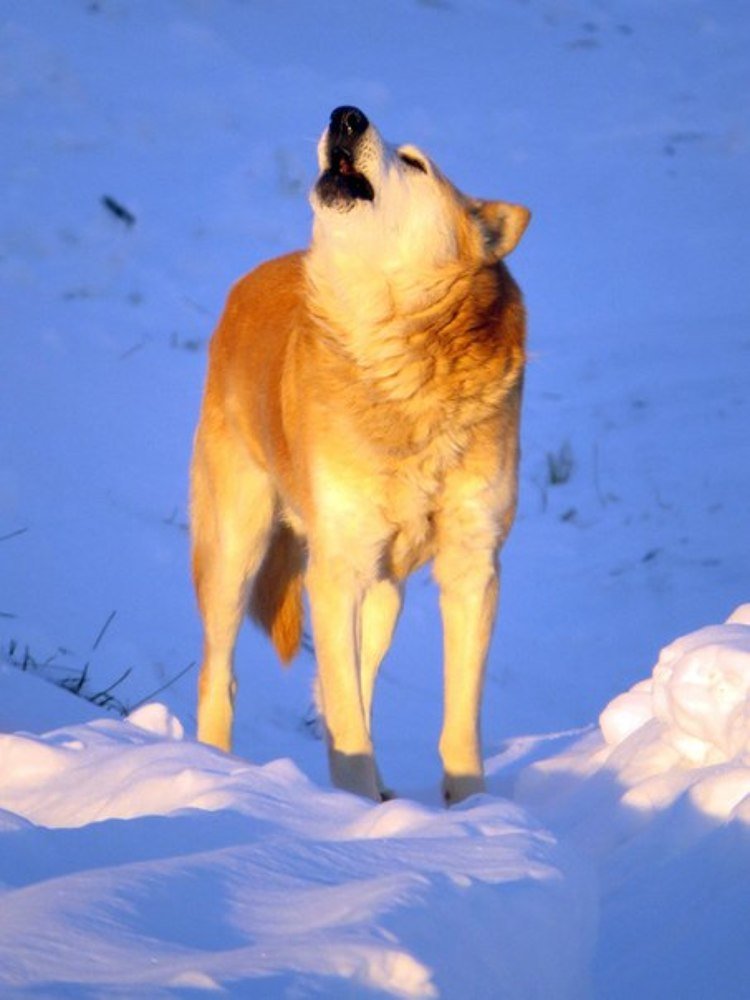 Лайкни лайку