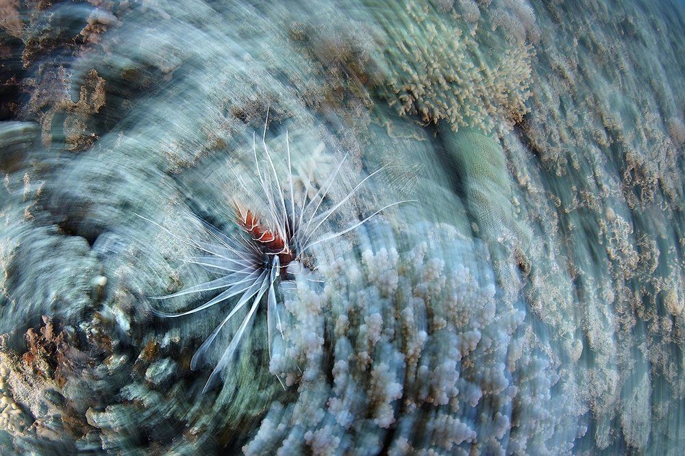 Коралловый цветок