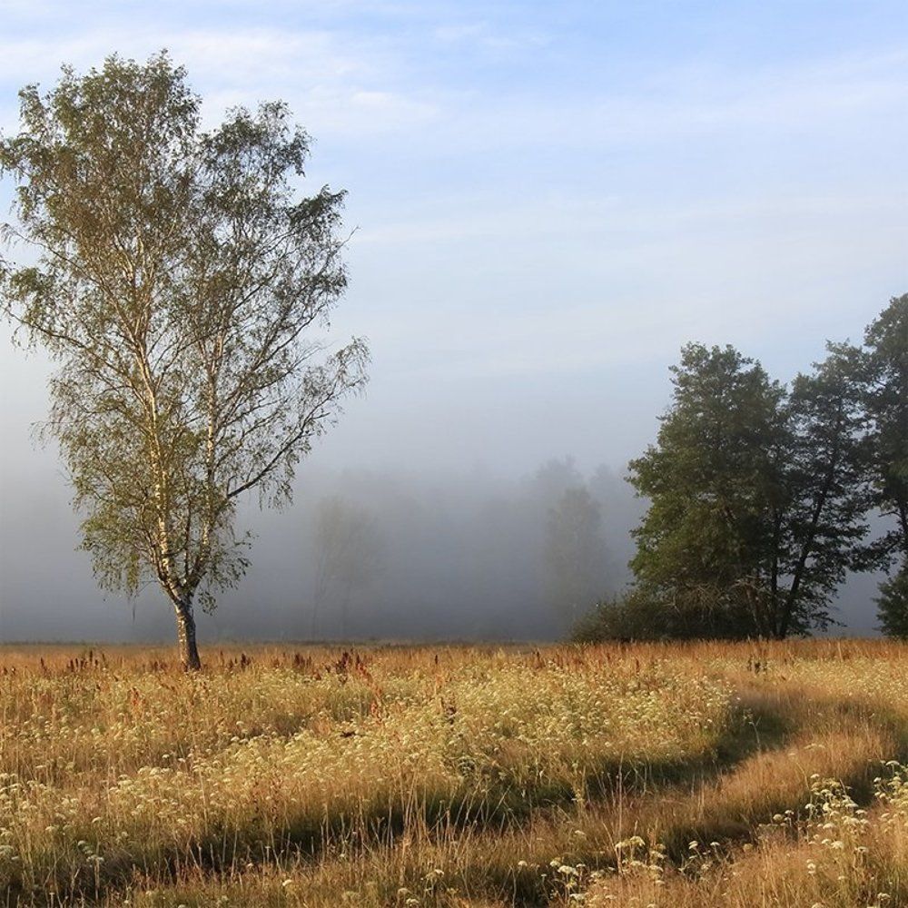 Утро туманное