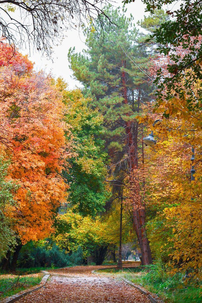 Все краски осени