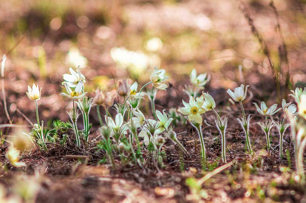 Воздушная симфония