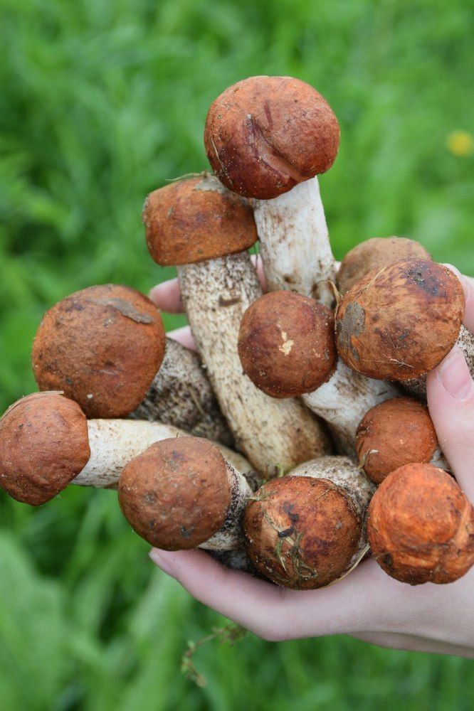 Подосиновичный привет