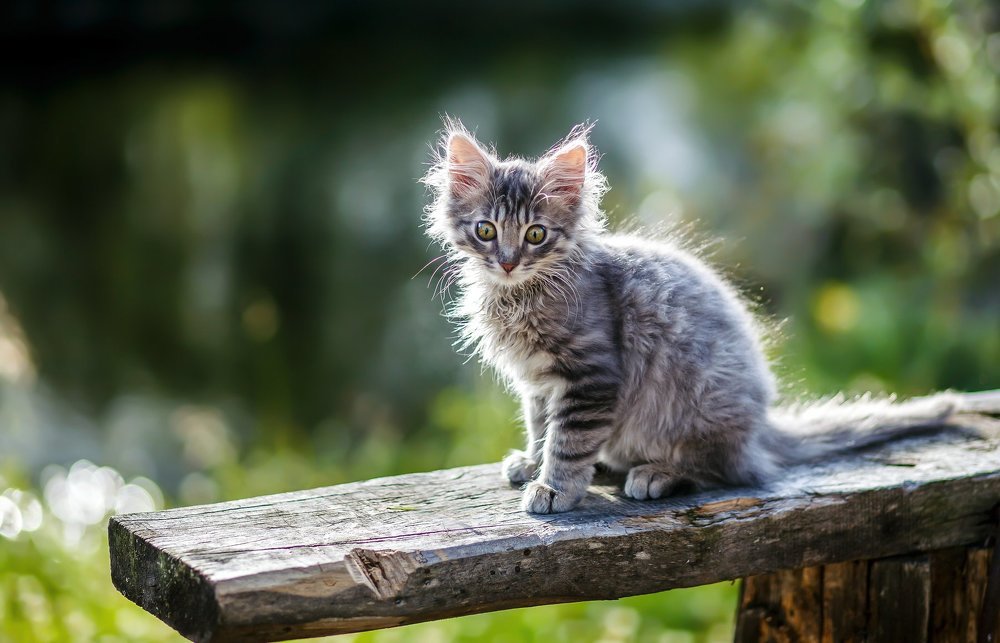 котенок в лесу