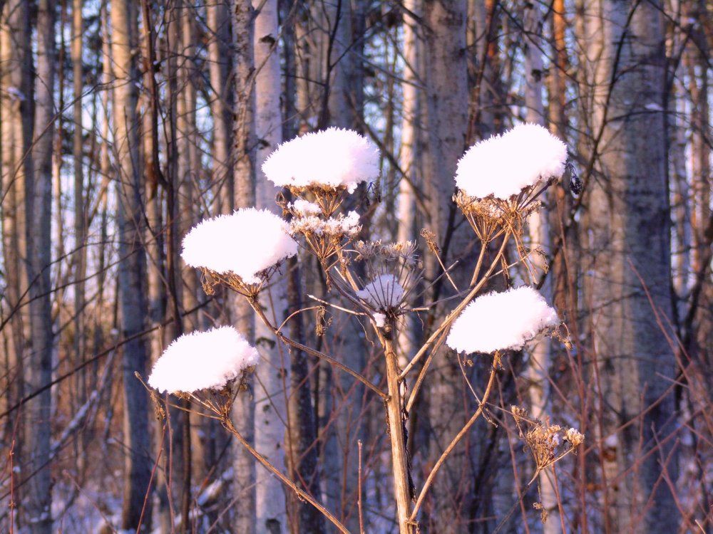 Зимние  хризантемы