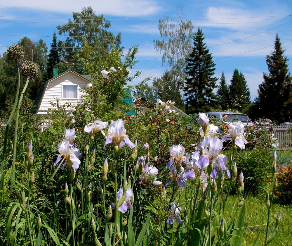 Хорошо на даче летом