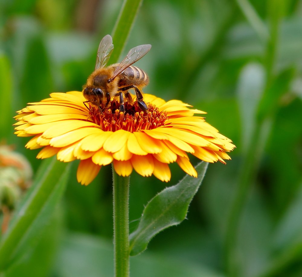 Испить нектара